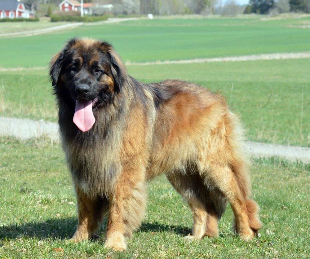 Leonberger