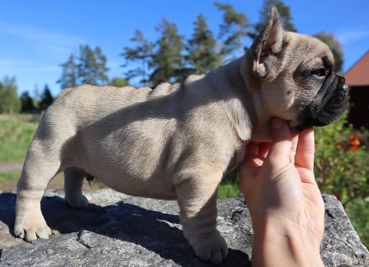 French Bulldog