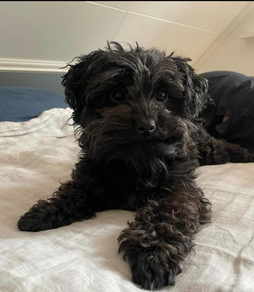 Candy Island 's Akilina "Harry"