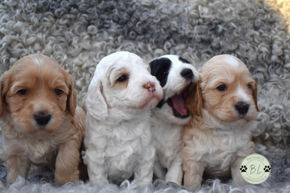 Backamos Labradoodle