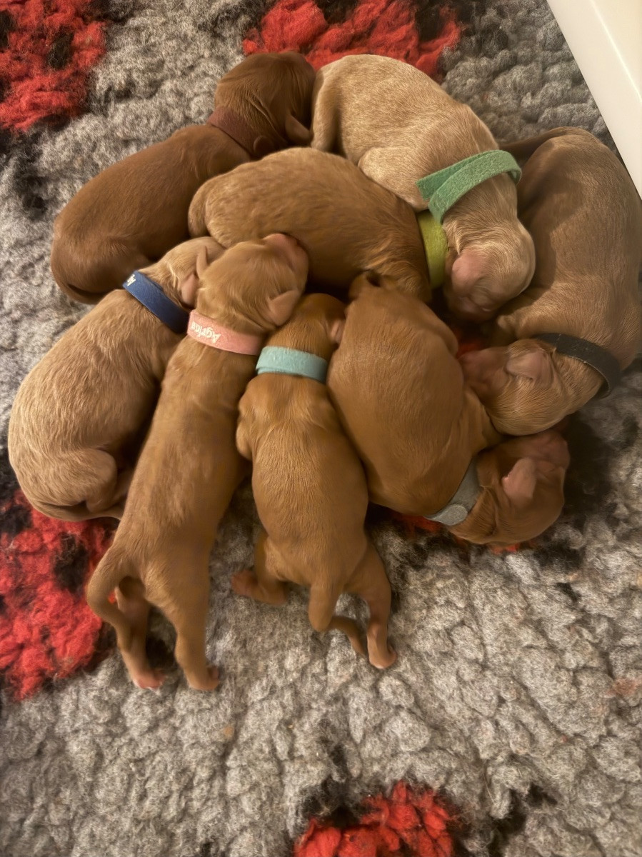 Australian Labradoodle · 2025-12-27 · Laholm · Anna E.