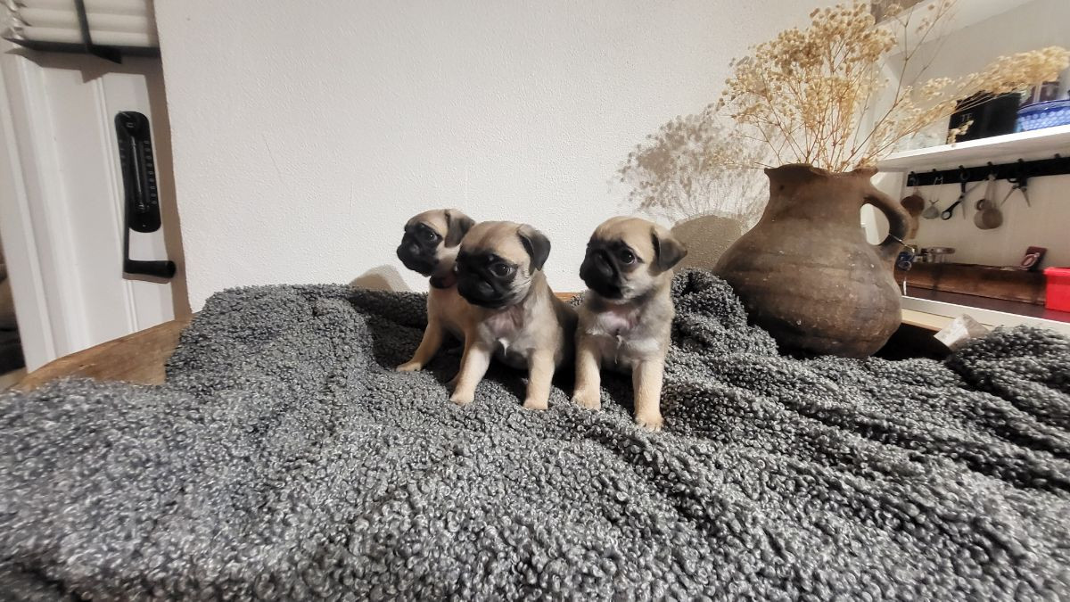Lundens Mopsar