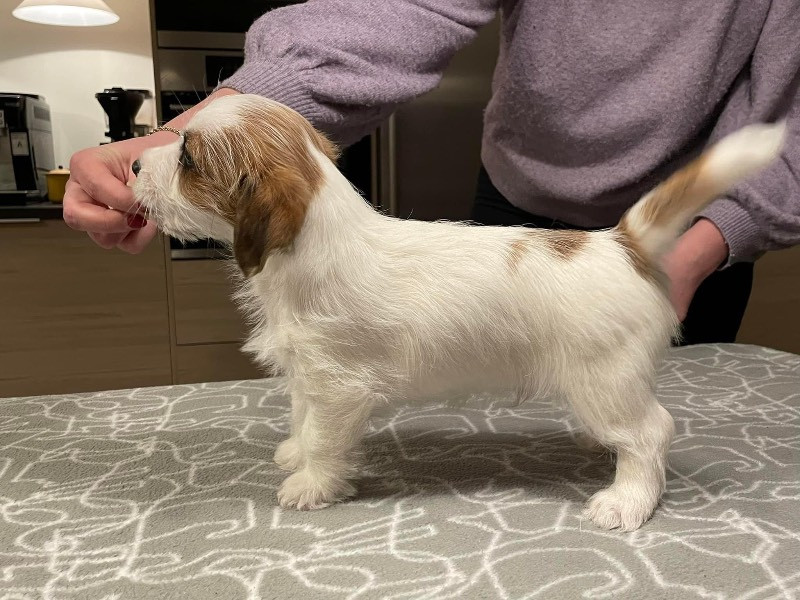 Jack Russell Terrier