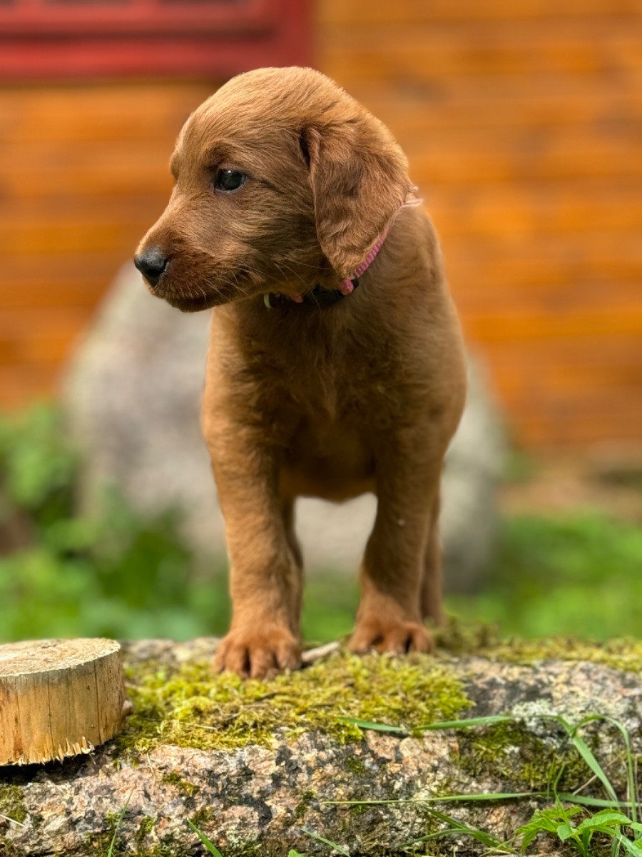 Isadoras Pudel och Cockerpoo