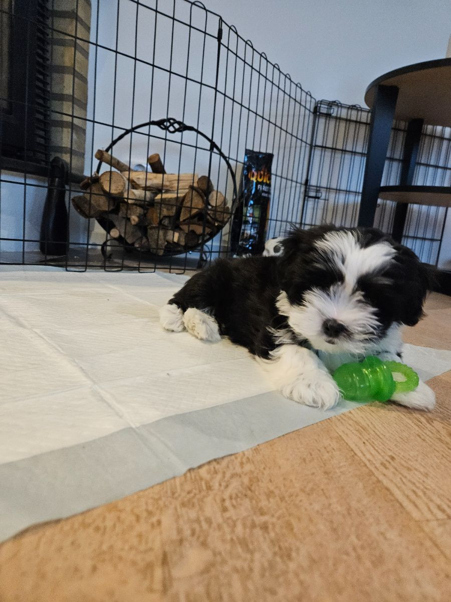 Lady tzu's
