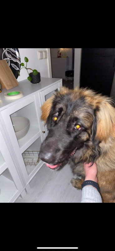 vänerblixtens kennel
