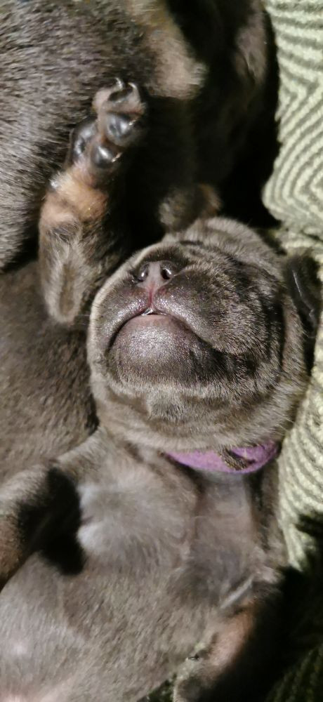 Perlas Kennel