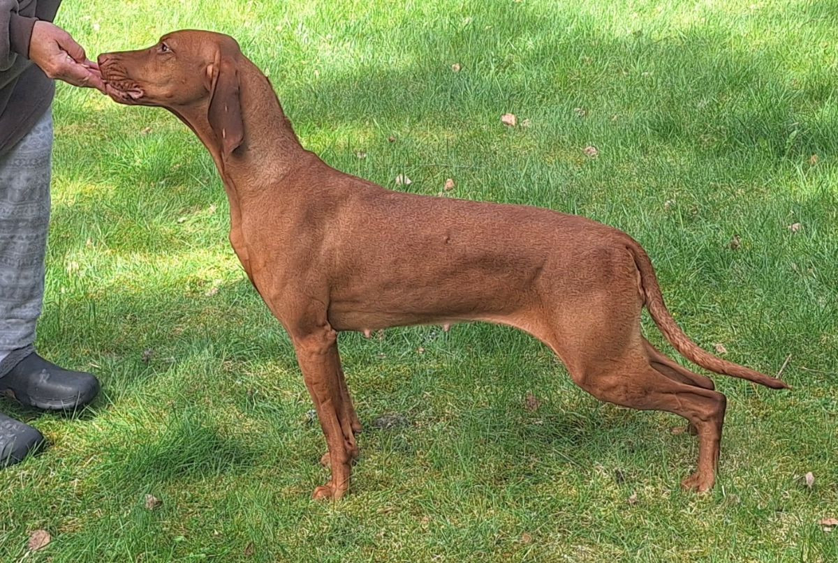 SE33549/2022 Rewolucja Ruda Szata