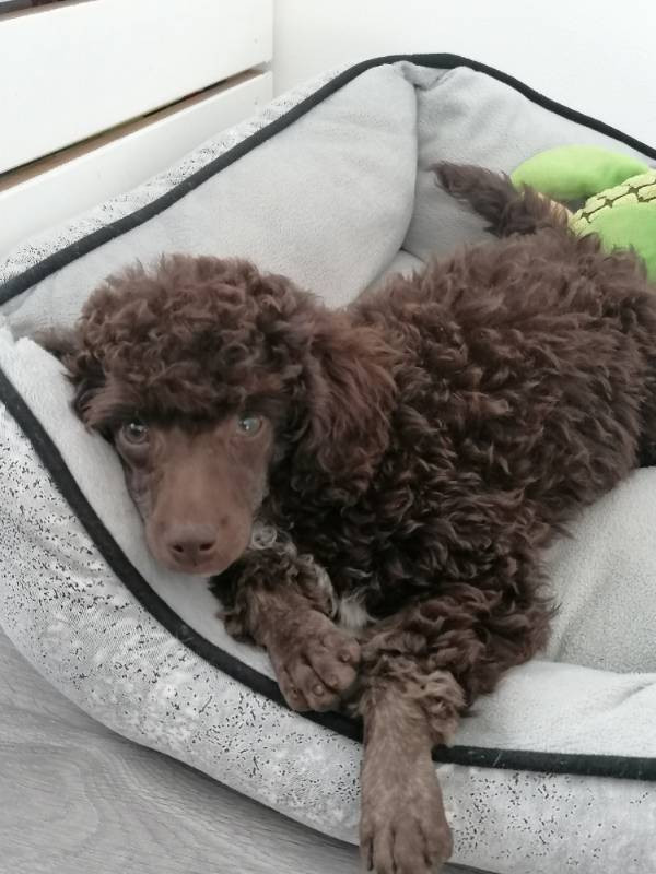 Hjortkvarns Cavapoo