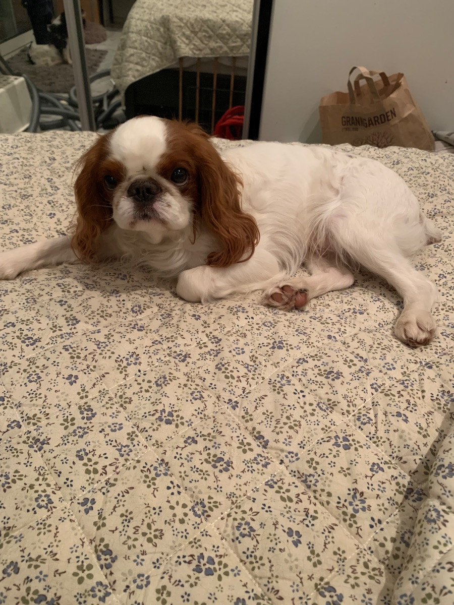 King Charles Spaniel