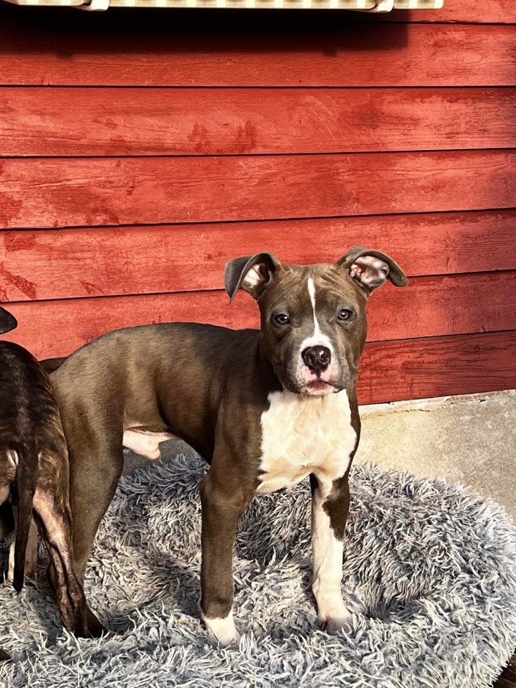 American Staffordshire Terrier