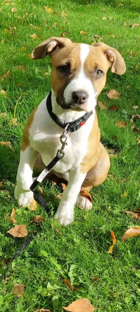 American staffordshire terrier