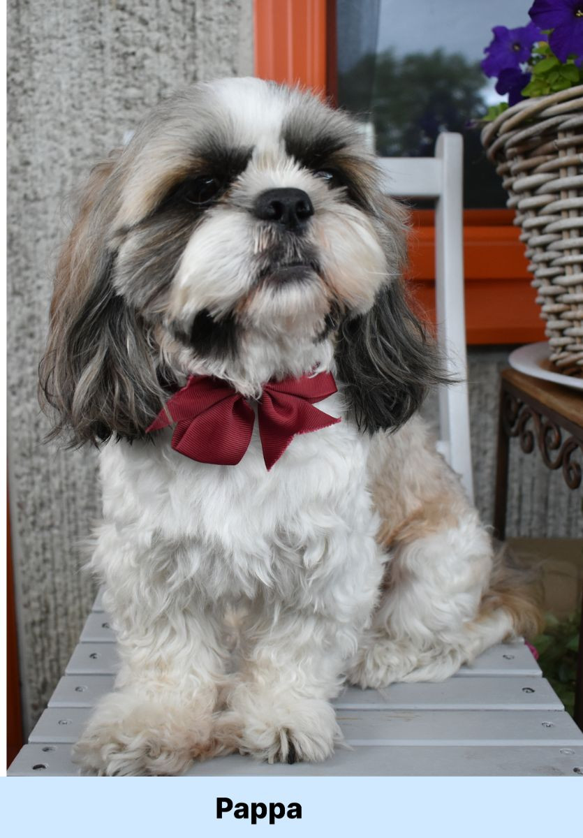 The merry shih-tzu family