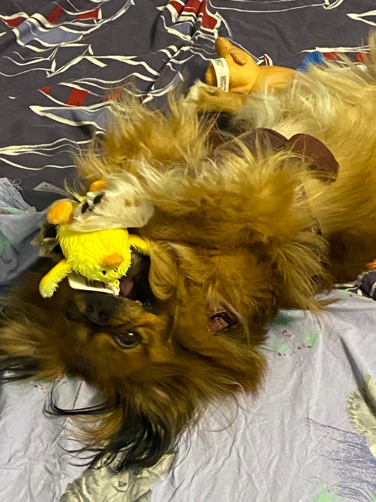 Pekingese