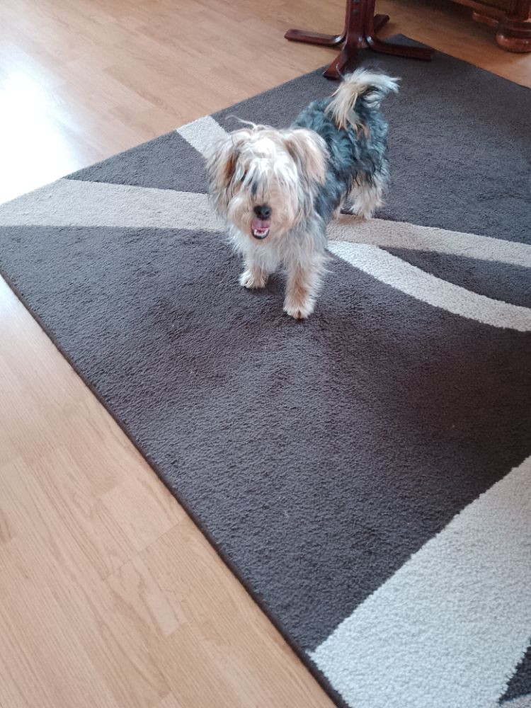 Mimi