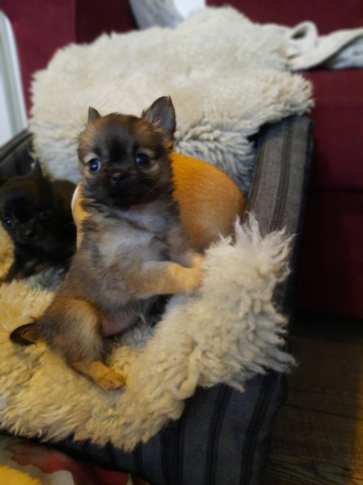 Chihuahua