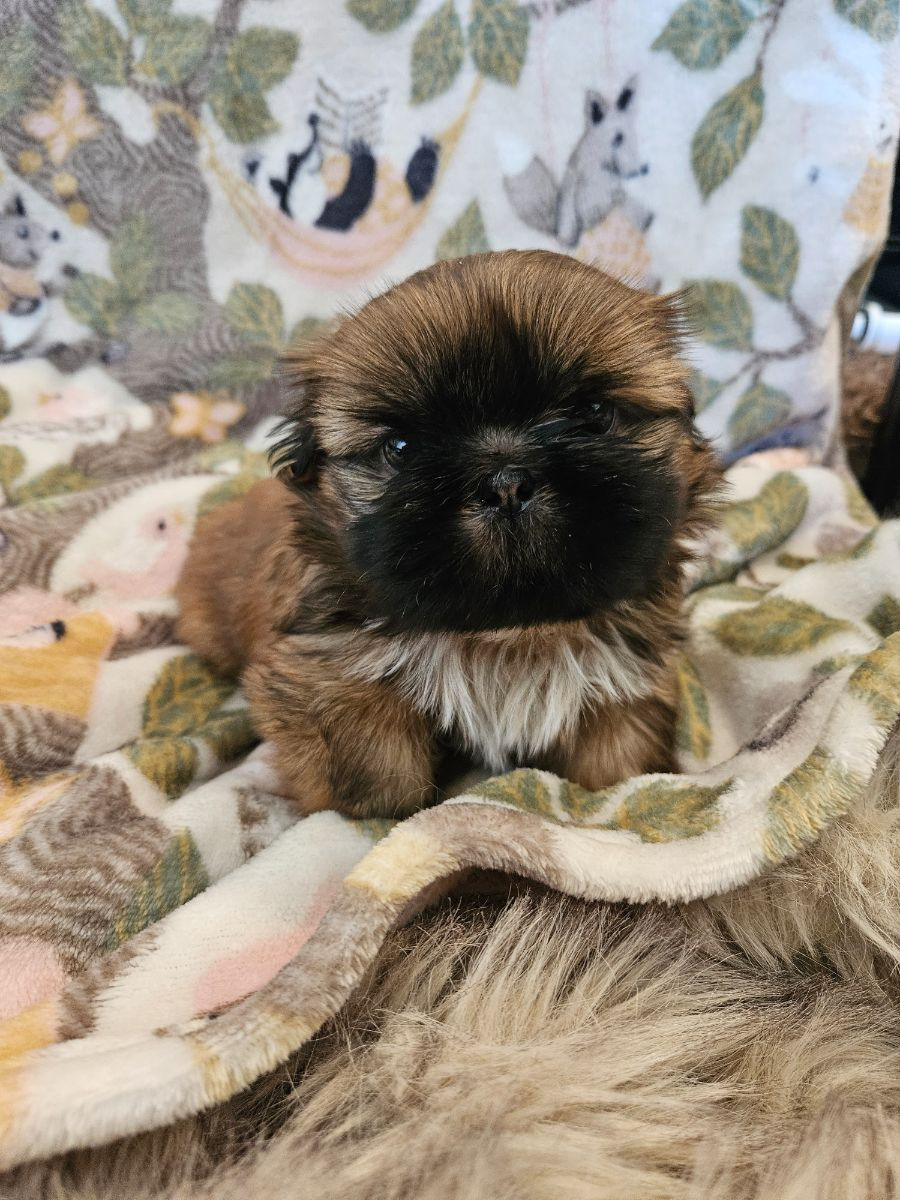 Lady tzu's