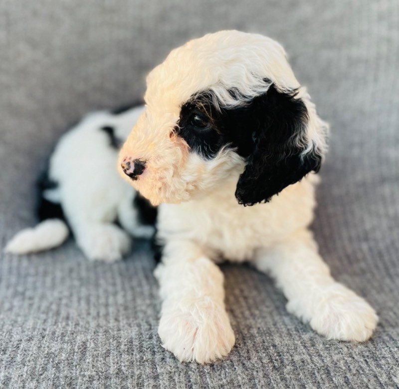 Spanish Water Dog (Perro de Agua Espanol)
