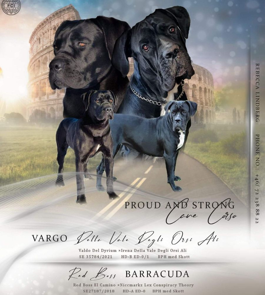 Cane corso