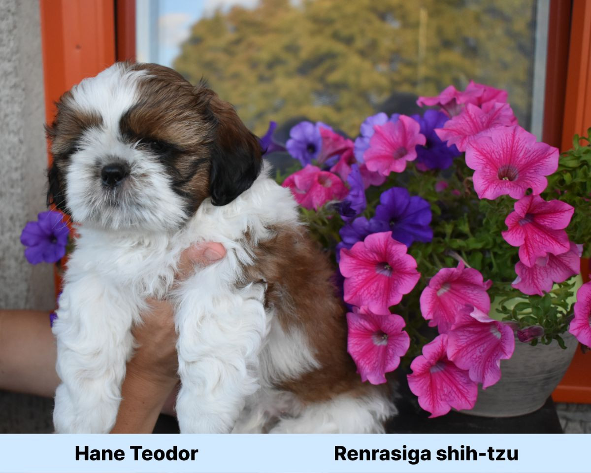The merry shih-tzu family
