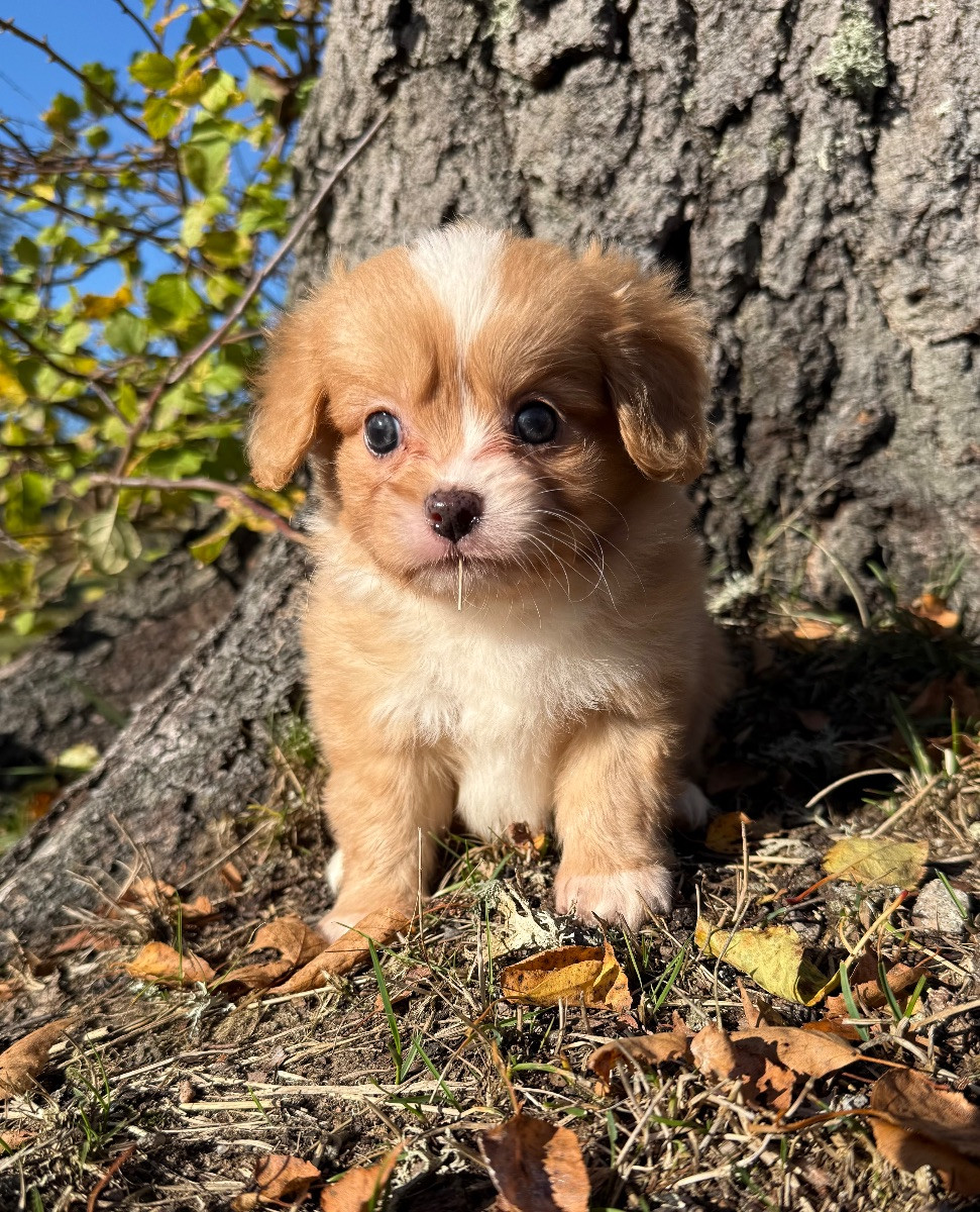 Cavalier king charles spaniel, spets