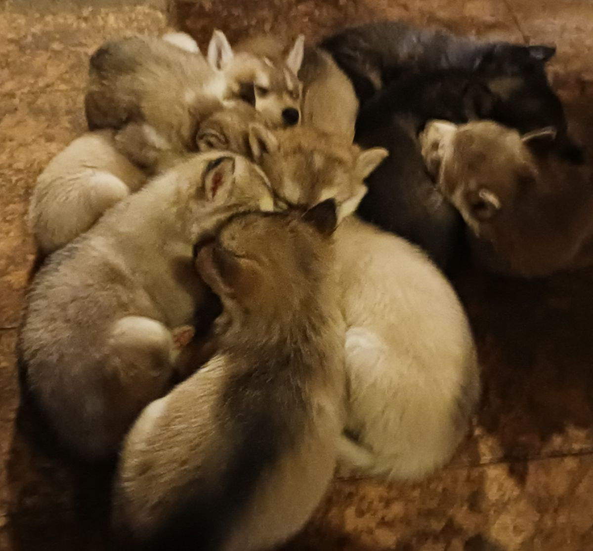 Husky- schäfer · 2025-10-19 · Sollefteå · Kenneth J.