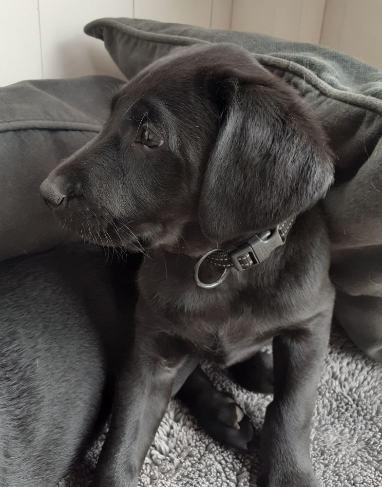 Mitzys retrivers