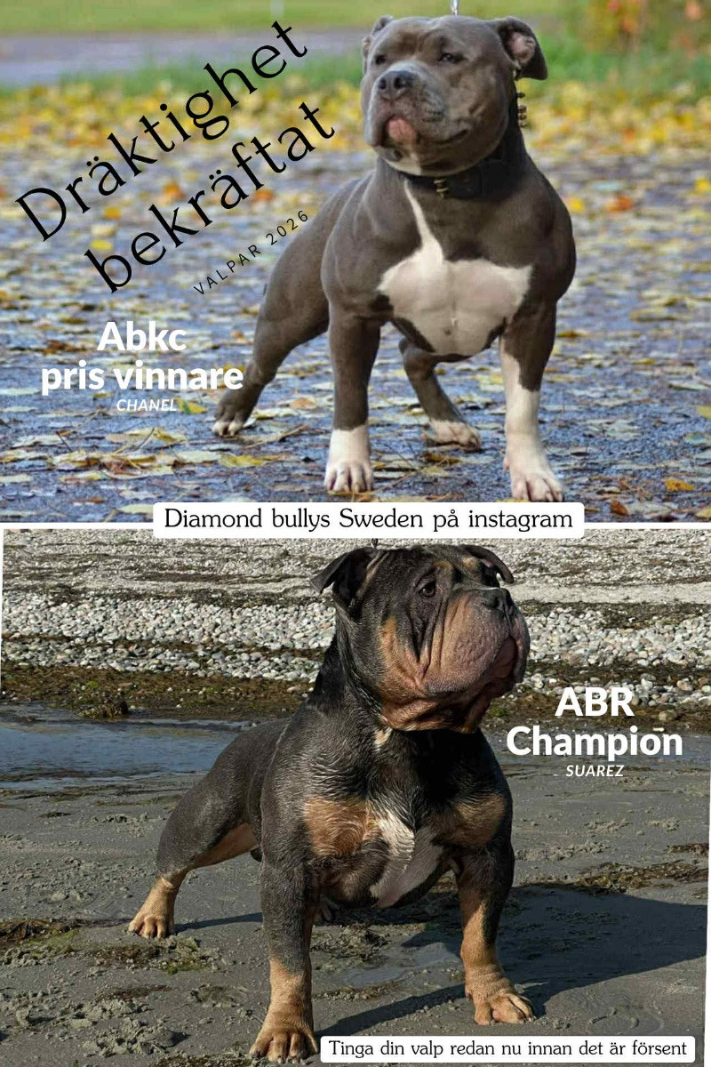 American Bully · 2026-01-14 · Karlstad · Zusanna D.