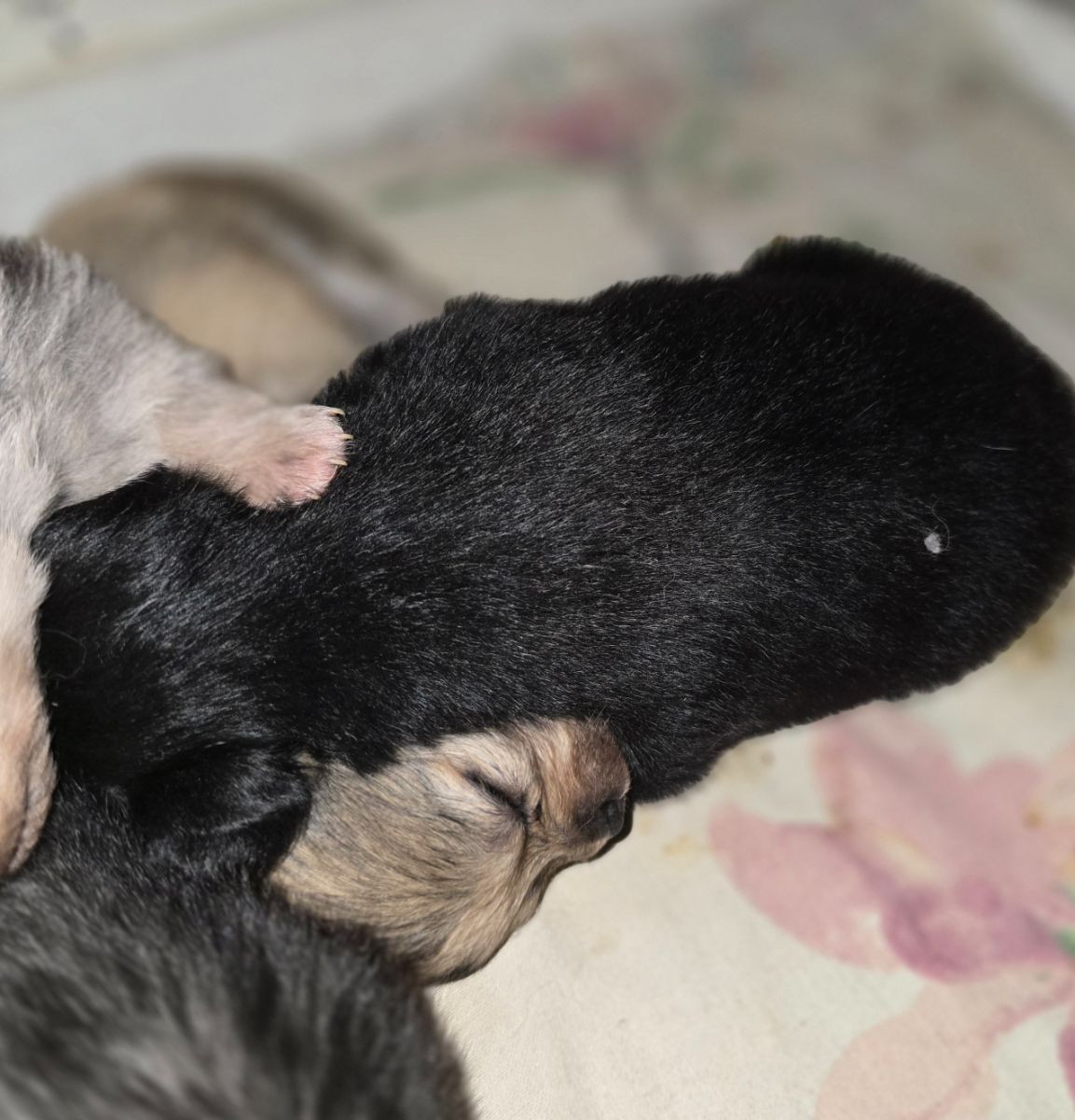 Pomeranien/chihuahua · 2025-10-28 · Vilhelmina · Nanny N.