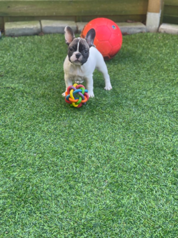 Los Dinegro's kennel