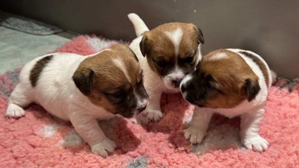 LIMELIGHT Kennels