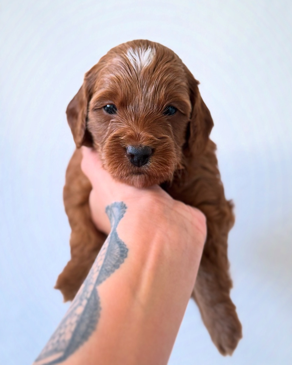 Royalcockerpoo