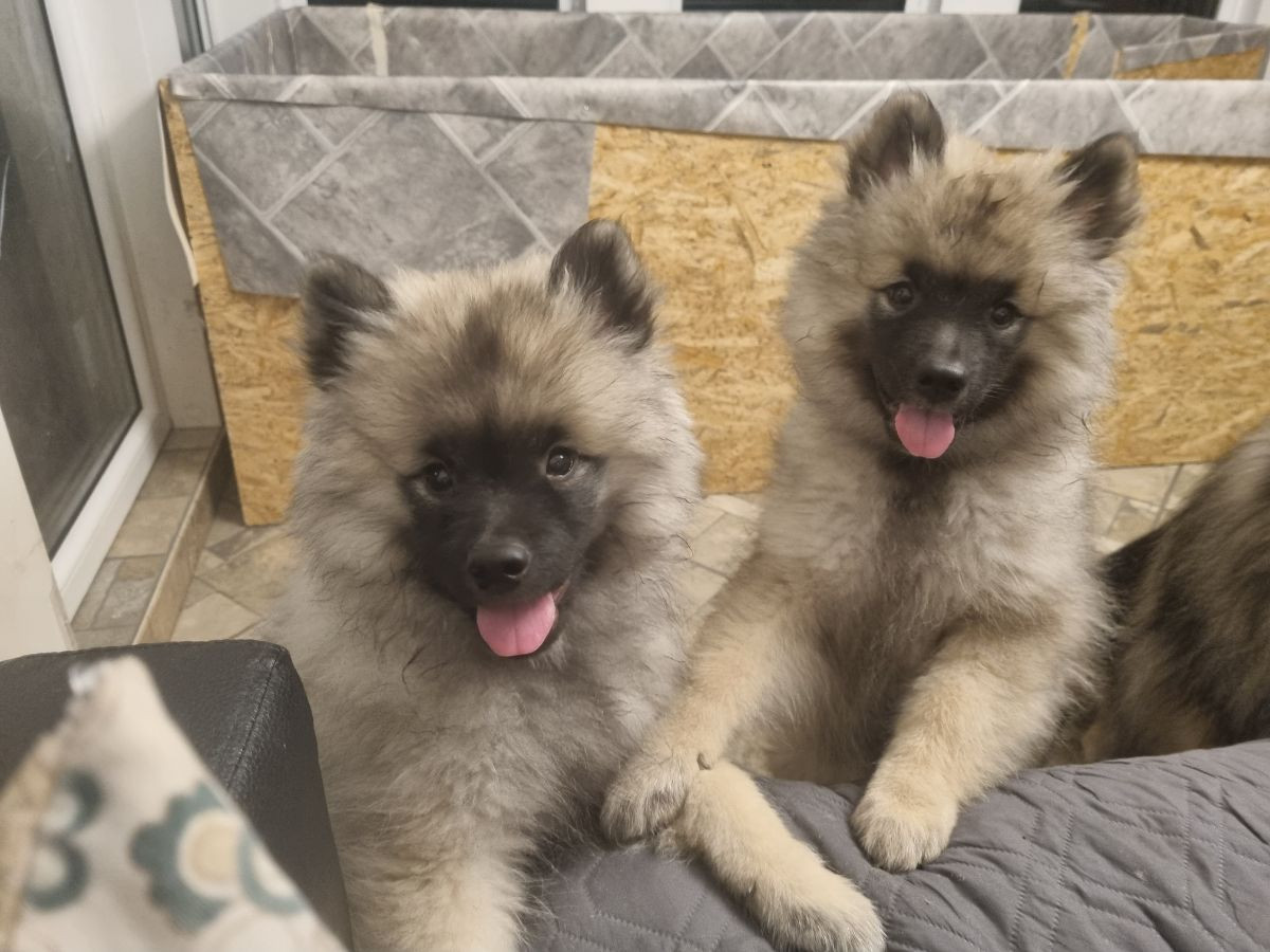 Keeshond