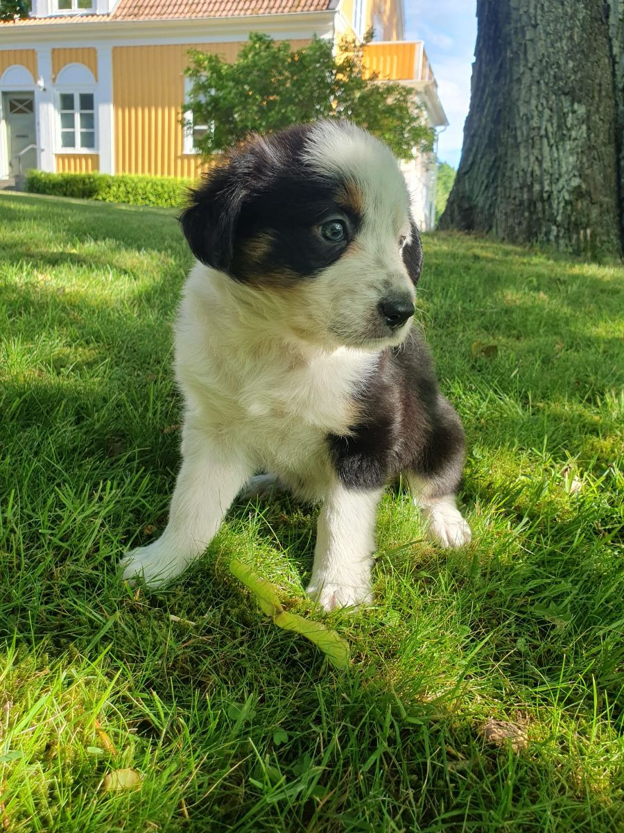 Canis