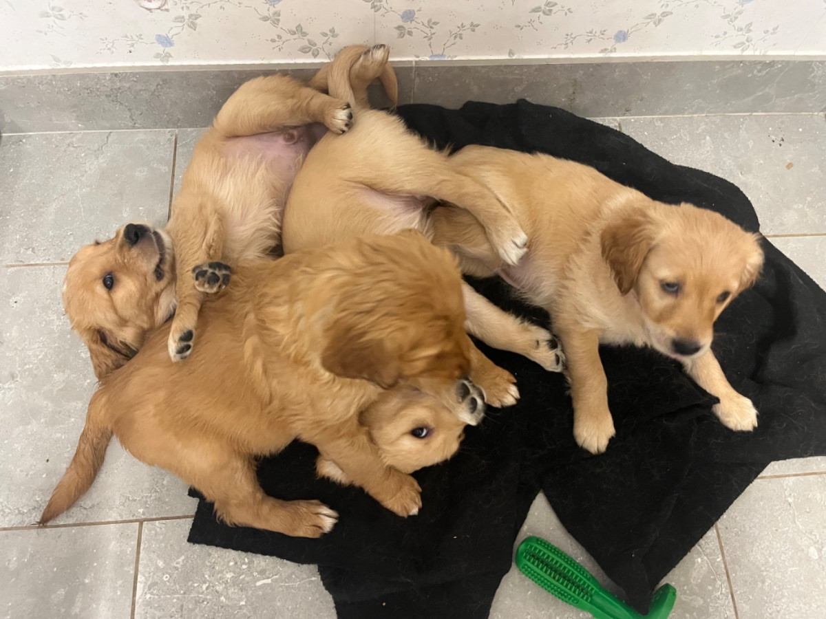 Alwaysgoldens