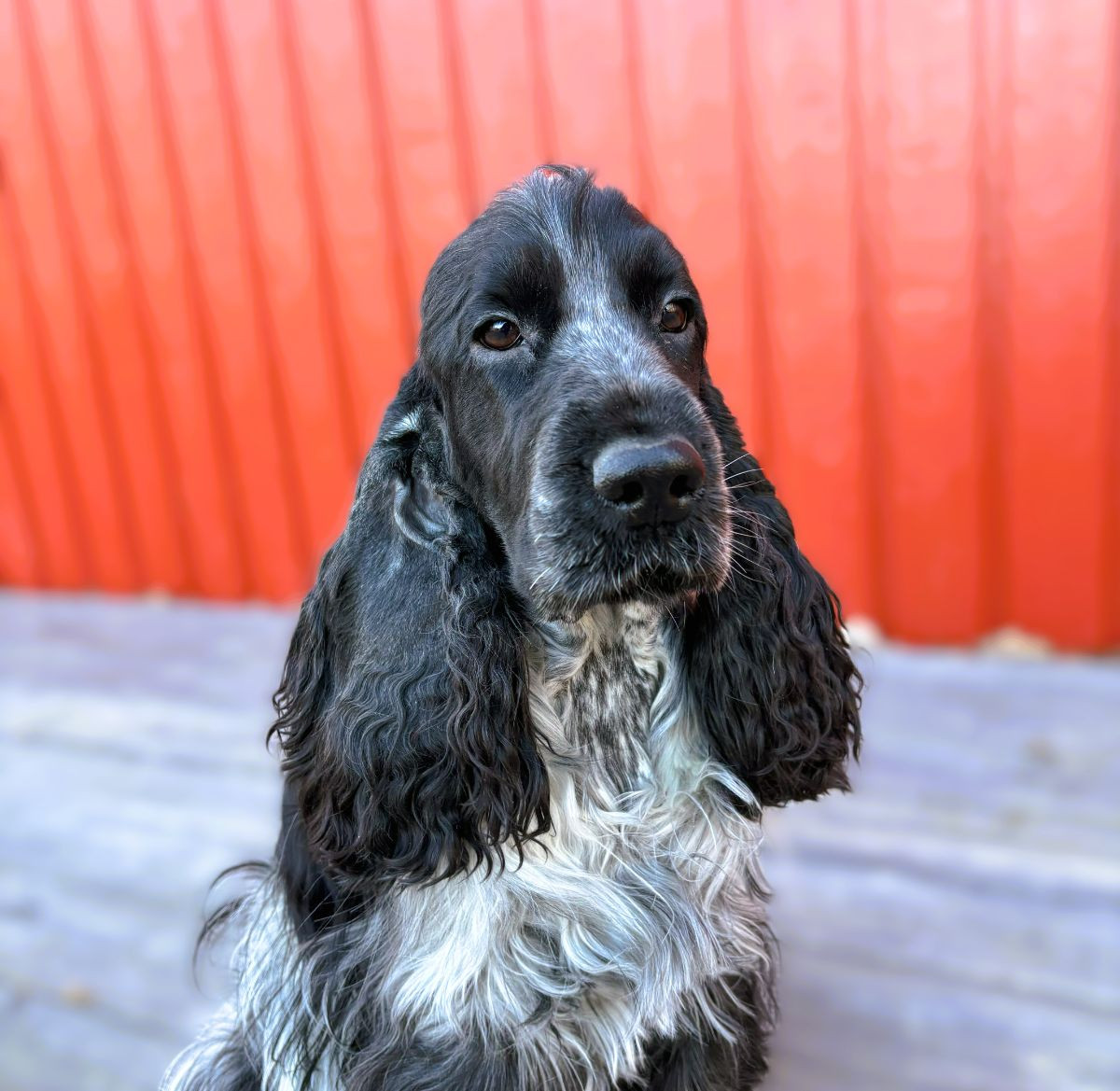 Passion Spaniels