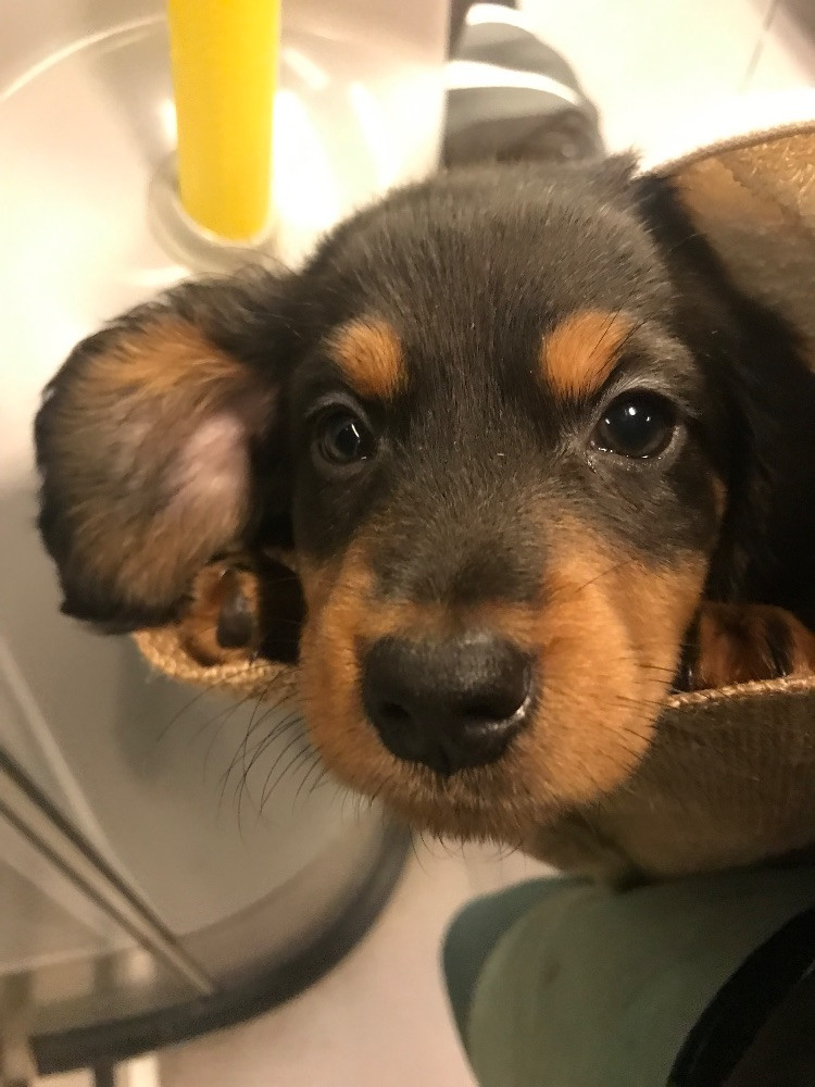 Dachshund