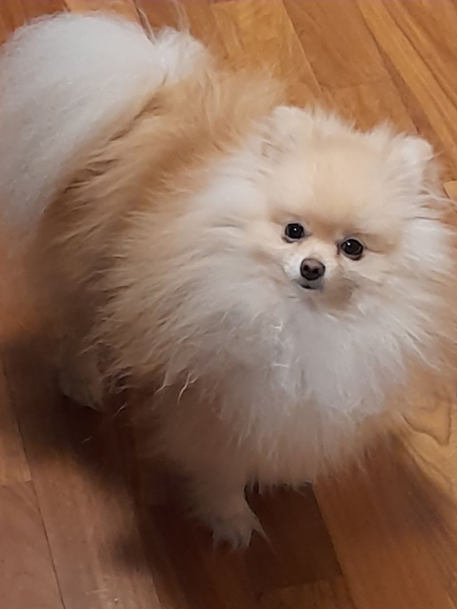 Pomeranian · 2025-10-15 · Kramfors · Almira R.
