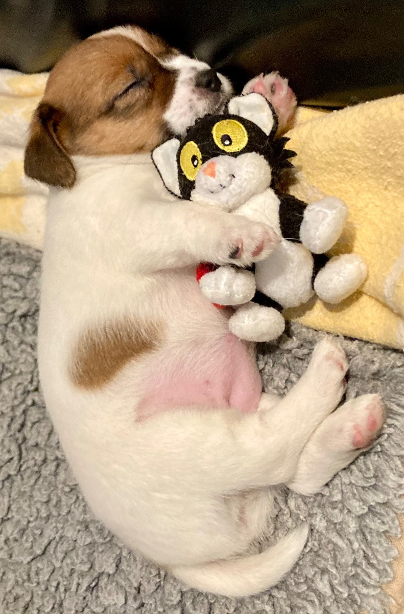 Jack Russell Terrier