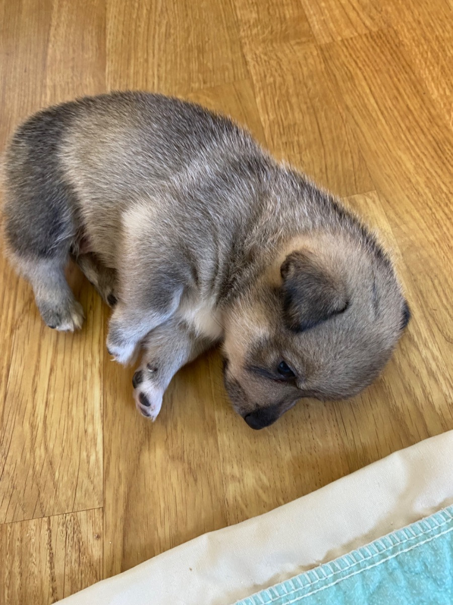 Vito