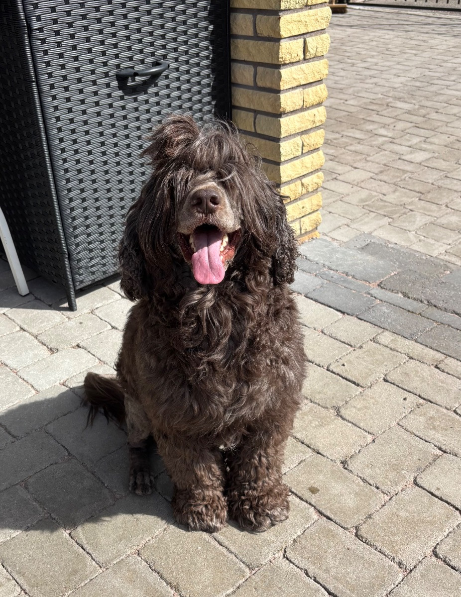 Portuguese Water Dog