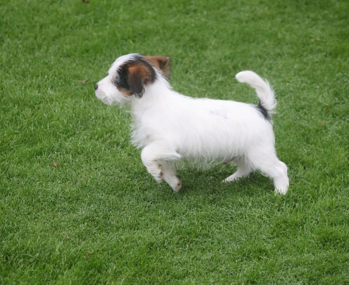 Stjärnlidens Kennel