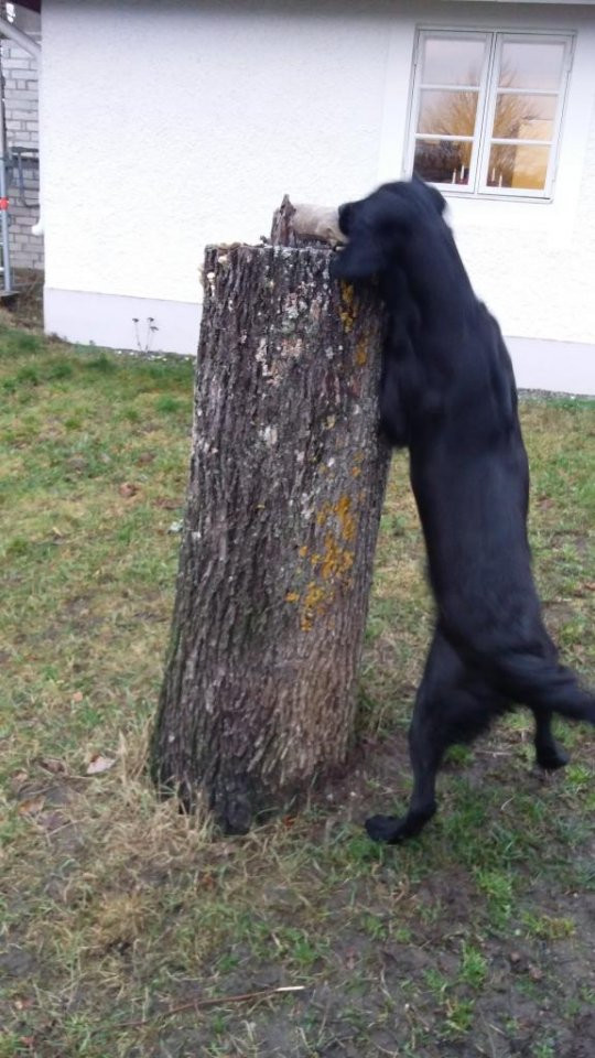 Kennel Widomain
