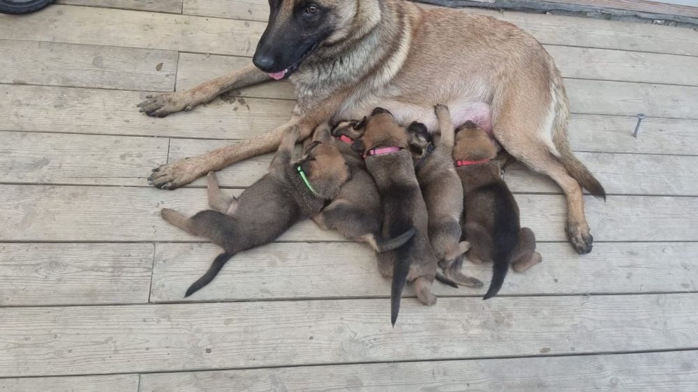 Belgisk malinois