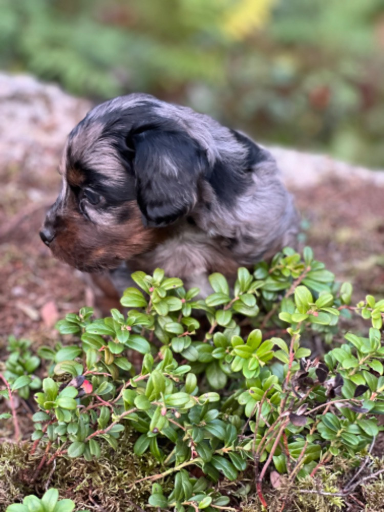 Isadoras Pudel och Cockerpoo