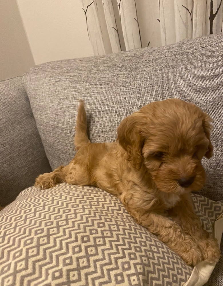 CAVAPOO