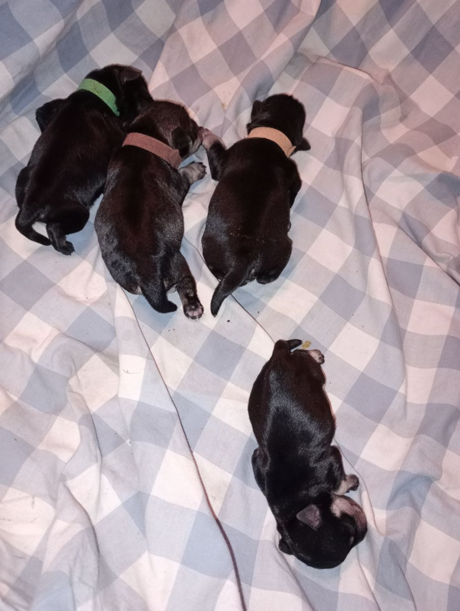 Dværgschnauzer