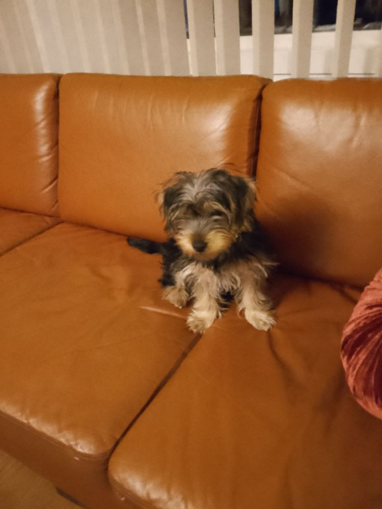 Mimi
