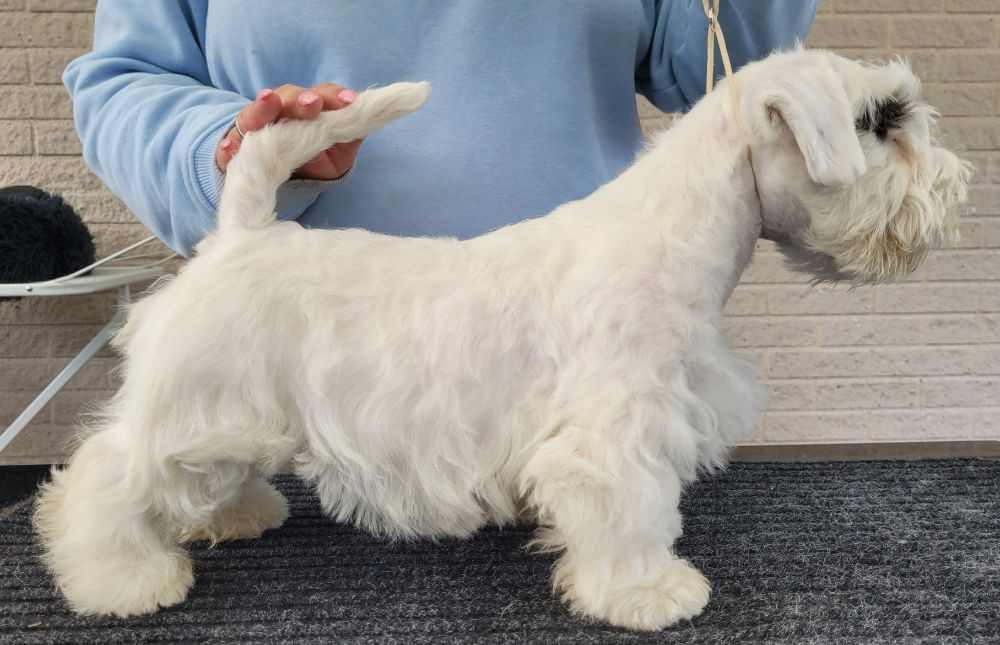 Sealyham terrier