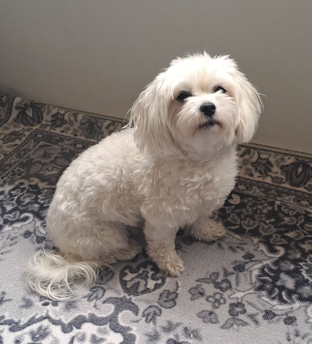 Maltipoo
